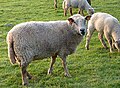 Sheep, Belgium