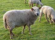 Mouton J1.jpg