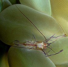 Bubble Coral2.jpg üzerinde karides