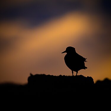 Silhouette of a ruddy turnstone taken in Zoutelande, Zeeland, Netherlands