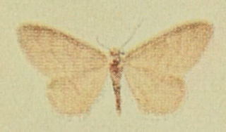 <i>Idaea dilutaria</i> Species of moth