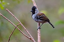 Stříbřitý tvářemi Antshrike Sakesphorus cristatus.jpg