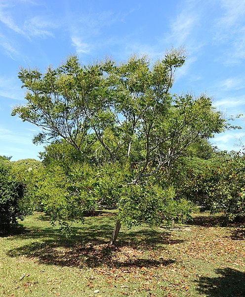 File:Simarouba amara (Simarouba glauca) - Fruit and Spice Park - Homestead, Florida - DSC08952.jpg