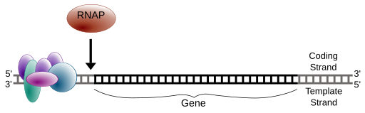 Simple transcription initiation1