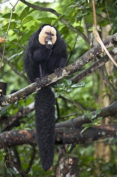 File:Singapore Zoo White Faced Monkey-1 (6593539663).jpg