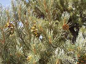 Foliage and cones, Pah Rah Range, Nevada