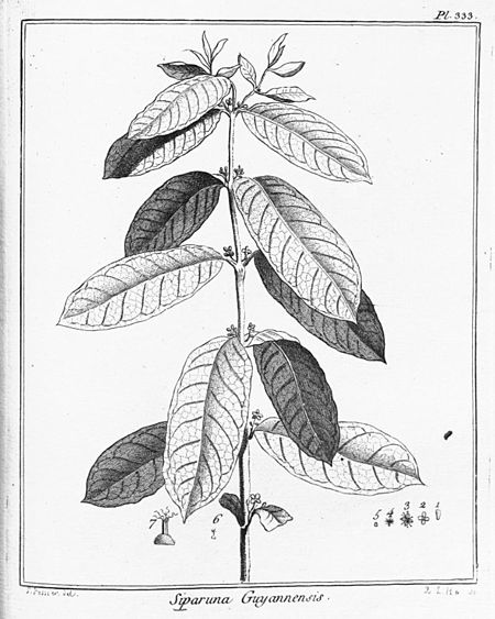 Siparunaceae