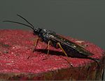 Sirex noctilio (Insecta: Hymenoptera: Siricidae)