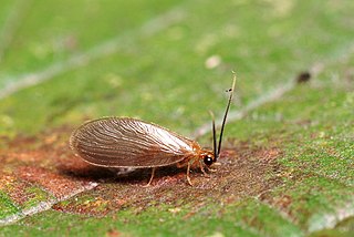 Sisyridae family of insects