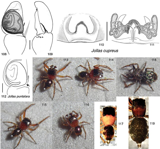 File:Sitticini (10.3897-zookeys.925.39691) Figures 108–119.jpg