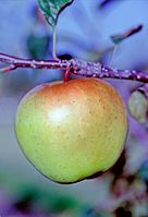 Skinlite (MM106) on tree, National Fruit Collection (acc. 1976-066) .jpg