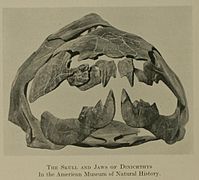 Skull of Dunkleosteus.jpg