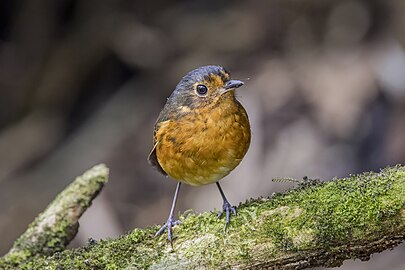 Slaty-crowned antpitta Grallaricula nana occidentalis