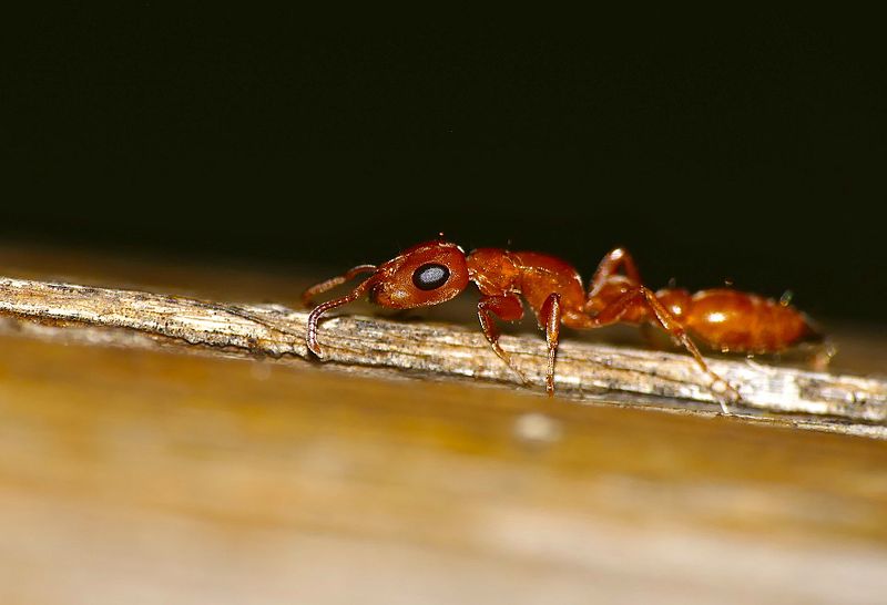 File:Slender Ant (Tetraponera natalensis) (30538051244).jpg