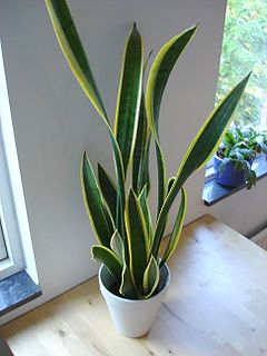 Description de l'image Snake plant.jpg.