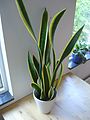 チトセラン（サンセベリア） Sansevieria trifasciata