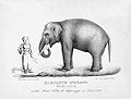 Sofia Giordano Clerc Elefante Indiano