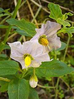 <i>Solanum umbelliferum</i> Species of flowering plant