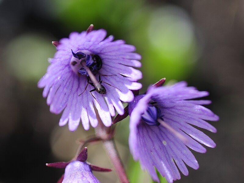 Soldanella alpina (2).JPG