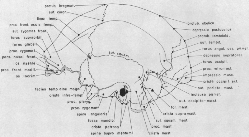 File:Solo Skull XI lateral.png