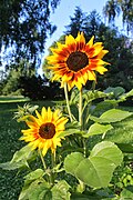 Sunflowers in St. Hanshaugen park Foto: Omar Hoftun .