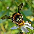 Southern Carpenter Bee - Xylocopa micans (13125818024).jpg