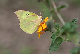 Colias cesonia