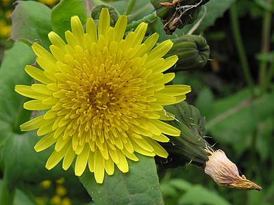 Sow thistle flower