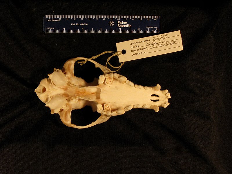 File:Specimen 131029010 bottom.JPG