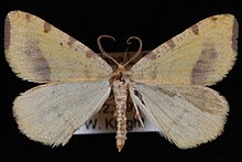 Speranza occiduaria.jpg