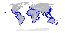 Sphyrna distribution map.svg