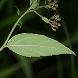 葉の裏面は淡緑色または粉白色で、葉脈は隆起する