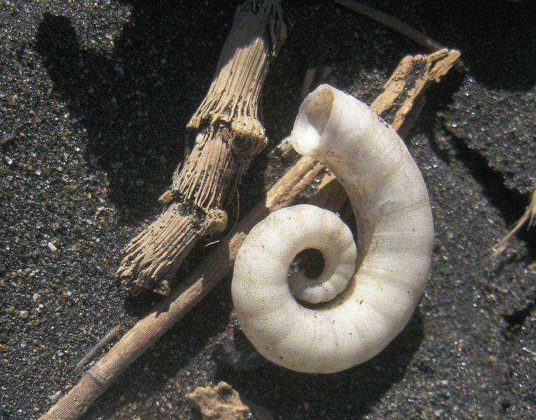 File:Spiral shell of ram's horn squid (Spirula spirula), on Muriwai Beach.jpg