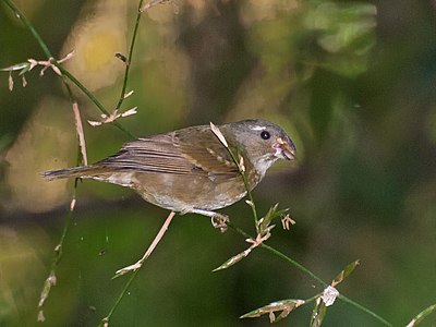 Sporophile à front blanc (Sporophila frontalis).