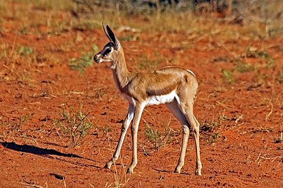 « Faon » de Springbok (Antidorcas marsupialis).