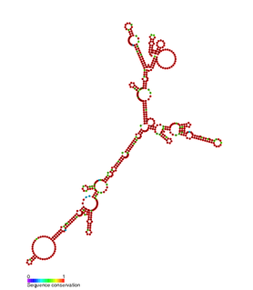 <span class="mw-page-title-main">SRG1 RNA</span>