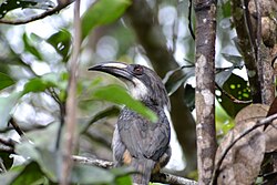 Sri Lanka Grey Hornbill.JPG