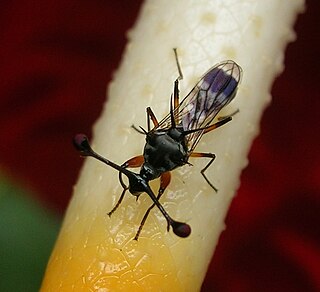 <i>Teleopsis amnoni</i> Species of fly
