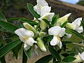 Flors de Cytisus palmensis