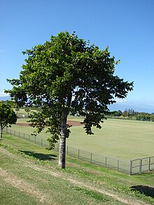 A Cananga odorata in Maui