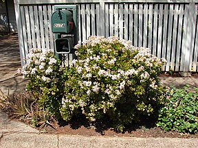 Flowering specimen at a street side