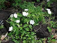 Thunbergia fragrans