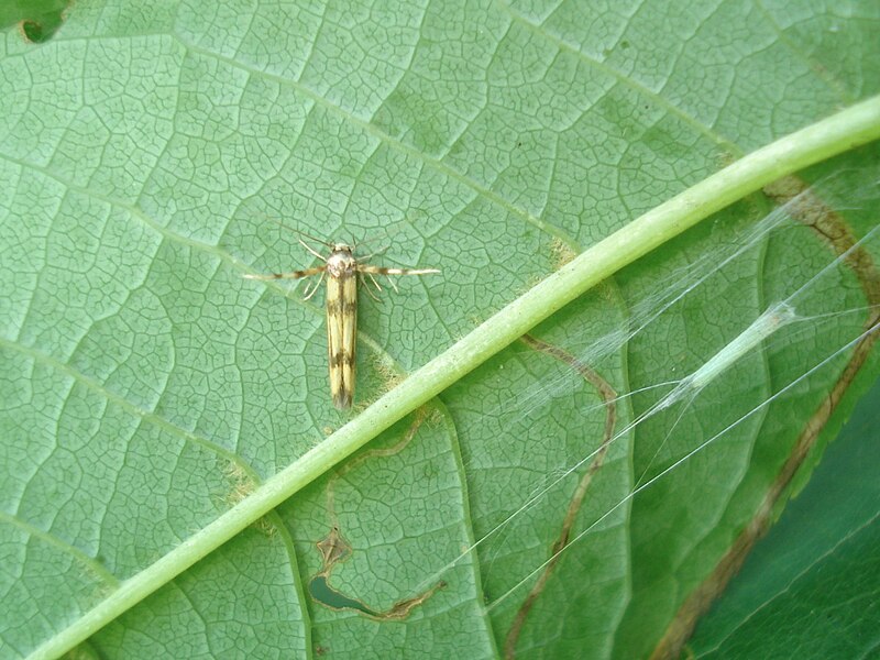 File:Stathmopoda pedella 03.JPG