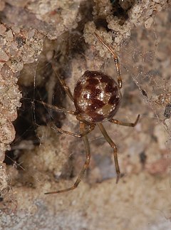 Description de l'image Steatoda fg01.jpg.