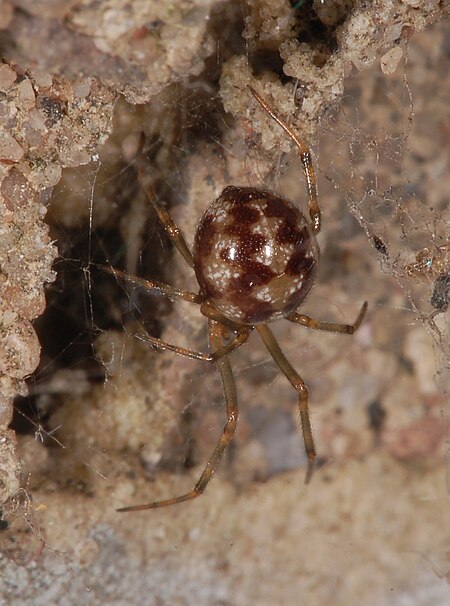 Steatoda triangulosa