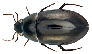 <i>Sternolophus inconspicuus</i> Species of beetle