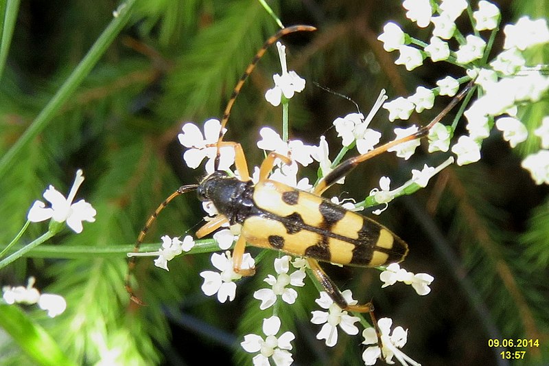 File:Strangalia maculata (NH266) (14605476442).jpg