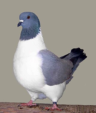 <span class="mw-page-title-main">Strasser pigeon</span> Breed of pigeon