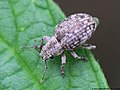 Strophosoma capitatum (De Geer, 1775)