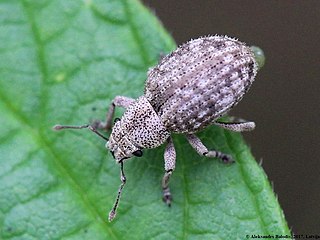 <i>Strophosoma capitatum</i> Species of beetle